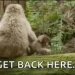 come back here you big monkey