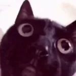 cat crashout