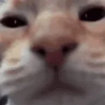 I GOT KINGS WAITING FOR ME ONLINE