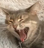 diamond armor, full set! minecraft movie jack black