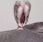 IMG 9767 (online audio converter