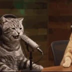 Cat Laugh (Meme) (copy)