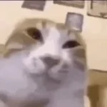 my ears