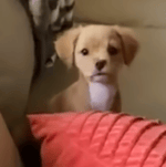 Discord notification sound effect