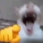 cat-laugh-meme-1 (copy)