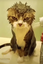 Ok Guys SwaggerSouls