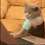 get on bedwars kitten