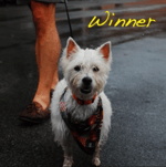 [4] Alex G - Falls Apart