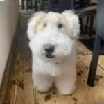 Y DESPUES TE CHANTO MI PEDAZO