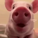 pig