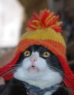 There's some wh*res in this house