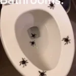 Australian Bathrooms