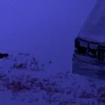 male whimpering crying