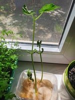 Psalmul 33 (Cantare ortodoxa vindecatoare de suflete)