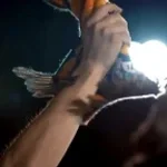 GOOD LOYAL THOTS (copy)