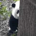 Sou uma taça-Panda e os caricas