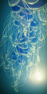 My effect