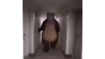 bear chasing