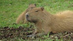 Capybara