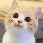 cute cat names for babys