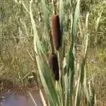 Les Quenouilles - Qc Meme