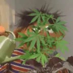 spike plant (copy) - Sound