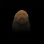 "Hold on bruh i think he got a knife"