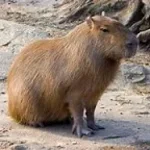 Capybara Song