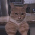 bye bye (slowed & reverb) Mewing cat looksmax