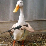 gennadii gorin chihaet