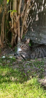 De Kraaien Lik Aan M'n Ballen (Official Video)