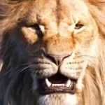 Lion roar