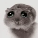 sad rat