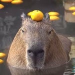 Capybara Spin