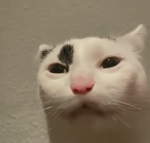 ty klocku gówniany wypolerowany