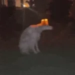 Danger Alarm Meme short