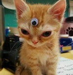 Gato cae con sonido de flatulencia