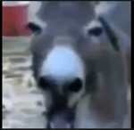 осел ржет(donkey laught)