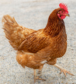 chicken clucking