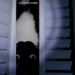 gnarpy is in a wheelchair