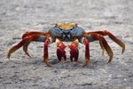 crab rave