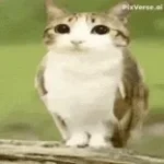 Meowl