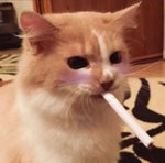 metal pipe meme but louder