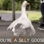 Silly goose