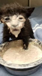 kitty crying