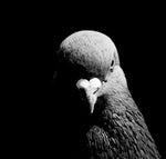 GOATIS 15 YEARS OLD - Sound