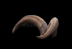 Goat Horn Ponder