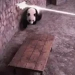 hay 2 ai theenk weer undur fiure