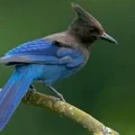Stellers Jay