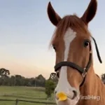 neigh